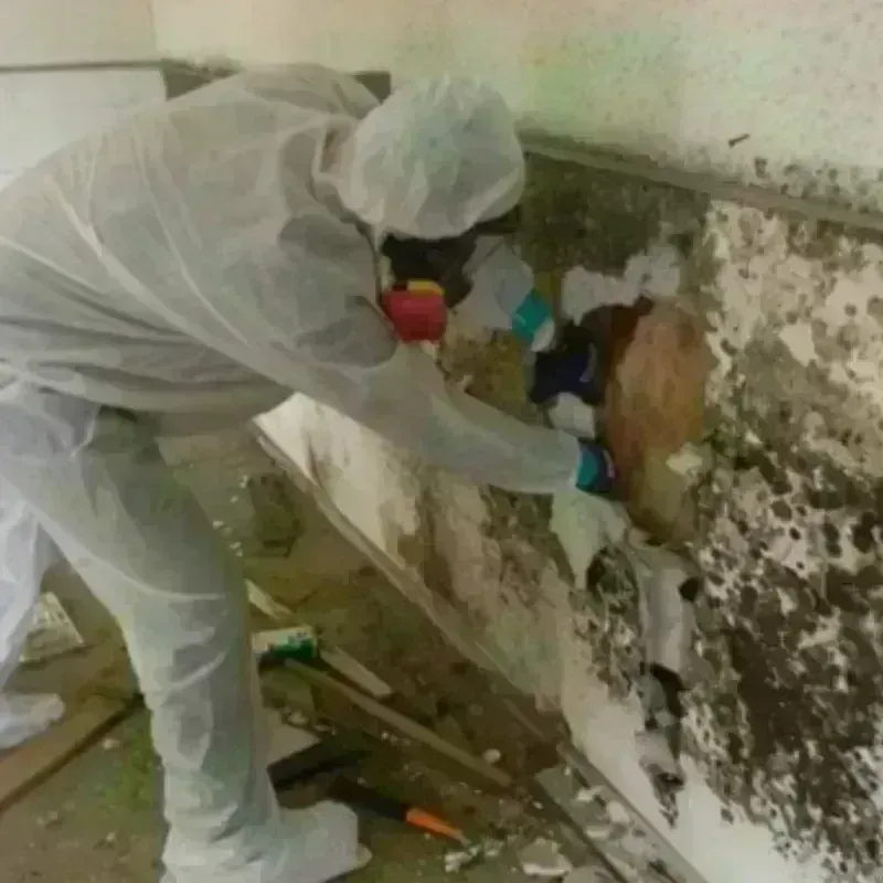 Mold Remediation and Removal in Ypsilanti, MI